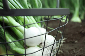 Metal basket with fresh green onions outdoors, closeup