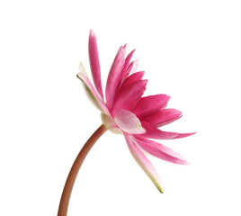 Fototapeta premium Beautiful blooming pink lotus flower isolated on white
