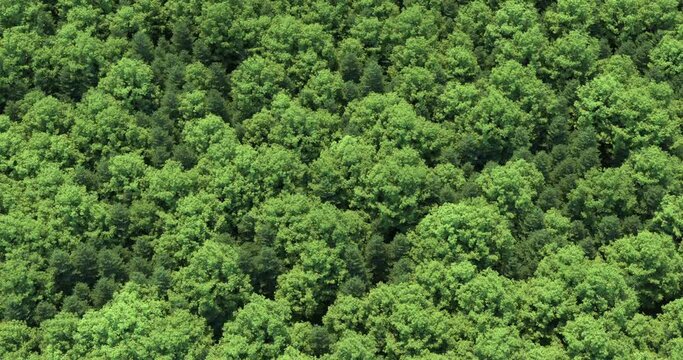 forest in an aerial view.
Seamless looping 3D render.