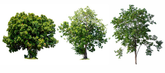 Trees isolated on white background, tropical trees isolated used for design, advertising and architecture