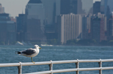 Gull in New York City