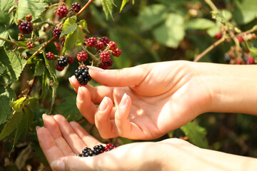 Woman picking blackberries off bush outdoors, closeup