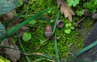 Acorns on the ground, Autumn is here.
