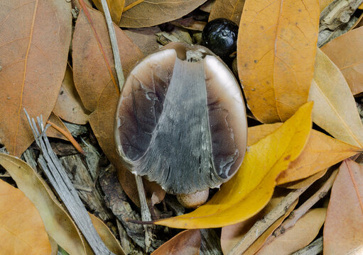 A cross section of the head of a magpie inkcap fungus or coprinopsis picacea. This was taken in a damp forest in France in October.

