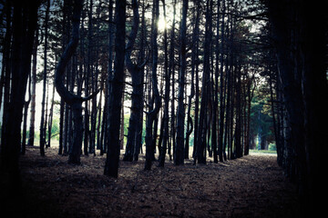 Beautiful view of pine forest. Fantasy setting