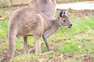 Naklejka na ściany i meble A kangaroo in the grass in profile
