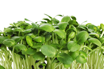 Fresh organic microgreen on white background, closeup