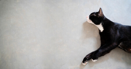 Thai cats are black and white. lying on a polished cement floor Look at the banner copy area.