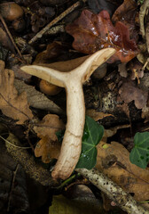 Cross sectional view of the oak milkcap mushroom or lactarius quietus.

