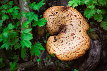 Mushroom growing on the tree trunk . Oak mazegill in the forest 