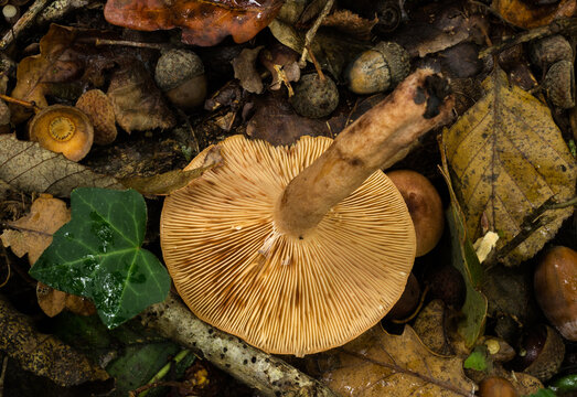 The gills of the oak milkcap mushroom or lactarius quietus.
