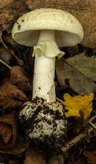 The cap, stem and volva of the death cap or amanita phalloides mushroom.
