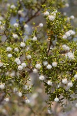 White mature densely trichomatous indehiscent capsule fruit of Creosote Bush, Larrea Tridentata, Zygophyllaceae, native evergreen shrub in Joshua Tree National Park, Southern Mojave Desert, Summer.