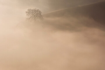 albero nella nebbia Toscana
