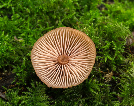 The gills of  the deceiver mushroom or Laccaria laccata
