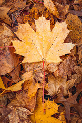 Autumn leaves background, the most beautiful season of the year