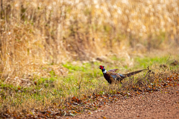 Ring-necked Pheasant (Phasianus colchicus) walking on the side of the road in cenral Wisconsin in...
