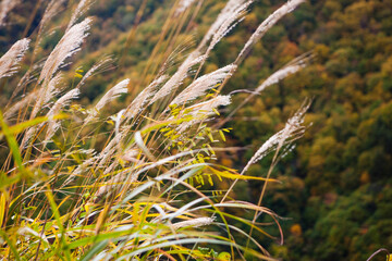 ススキと紅葉した山々