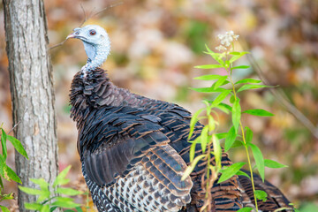 Close-up of a female wild turkey (Meleagris gallopavo) in Wausau, Wisconsin