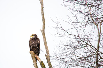 Immature Bald Eagle (Haliaeetus leucocephalus) perched on branch in central Wisconsin