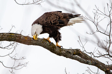 Bald Eagle (Haliaeetus leucocephalus) perching on branch rubbing its beak with tongue showing in central Wisconsin