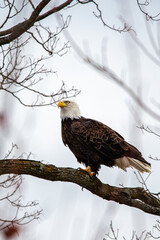 Bald Eagle (Haliaeetus leucocephalus) perched on branch in central Wisconsin