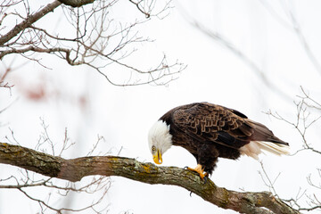 Bald Eagle (Haliaeetus leucocephalus) perched on branch in central Wisconsin