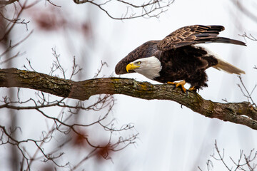 Bald Eagle (Haliaeetus leucocephalus) perched on branch ready to fly in central Wisconsin