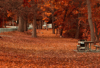 Path with many leaves, all orange, all very beautiful