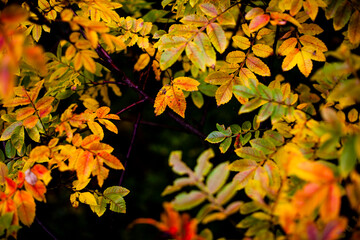 紅葉したヌルデの葉