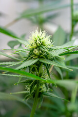 Young Marijuana Flower just starting to bloom