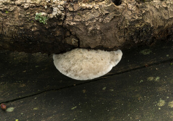 A bracket fungus known as the gloeoporus dichrous. 
