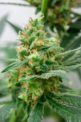 Cannabis Flower in bloom with orange hairs