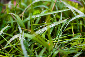 朝露の付いた草