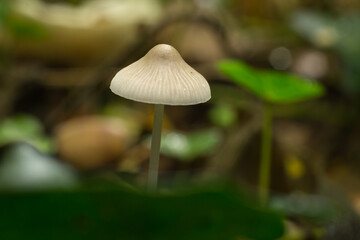 The cap of the common bonnet mushroom or mycena galericulata growing in fall woodland.
