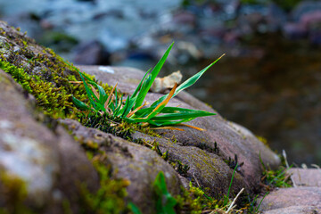 A small green plant growing on a rock with a flowing stream in the background.