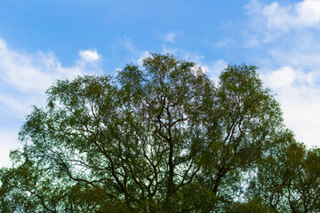 A big green tree in front of a lush blue and cloudy sky