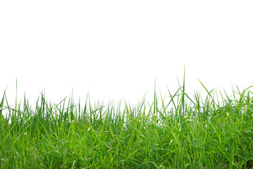 Fototapeta premium Green grass isolated on white background