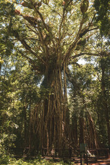 Obraz premium big tree