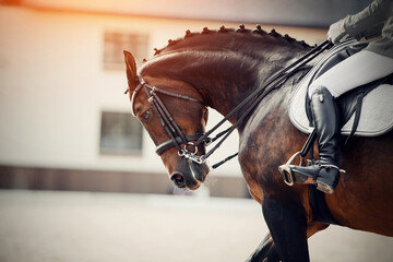 Equestrian sport. Dressage of horses in the arena.