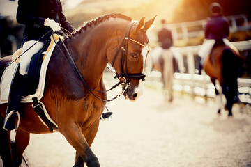 Equestrian sport. Portrait sports red stallion with a white groove on his forehead in the double...