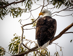 Bald eagle