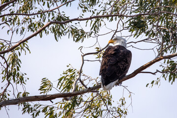 Bald eagle