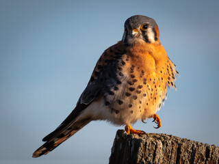 American Kestral