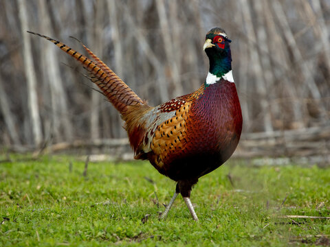 Ring necked pheasant