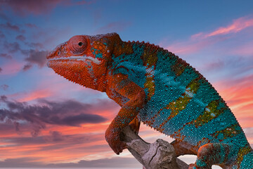Panther Chameleon with sunset background