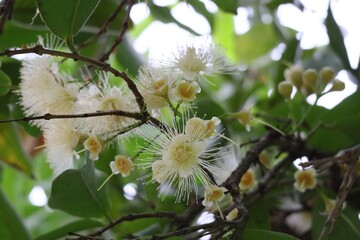 Syzygium jambos (Rose Apple) bright yellow rose flowers and glossy green leaves on the tree.