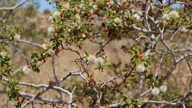White mature densely trichomatous indehiscent capsule fruit of Creosote Bush, Larrea Tridentata, Zygophyllaceae, native evergreen shrub in Joshua Tree National Park, Southern Mojave Desert, Summer.