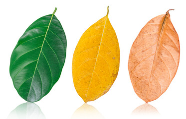 collection autumn leaves isolated on white background.