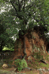 長岳寺根上がりの松